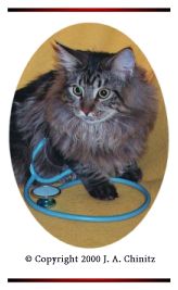 cat with stethoscope